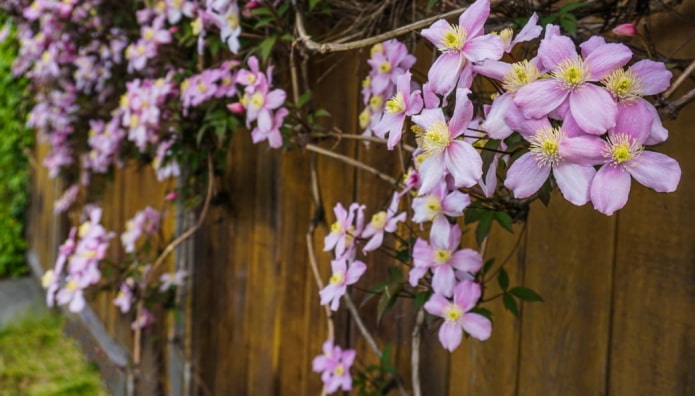 clematis trepadeira