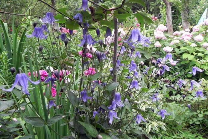 clematis lilás