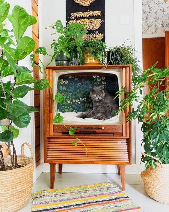 Cama de gato