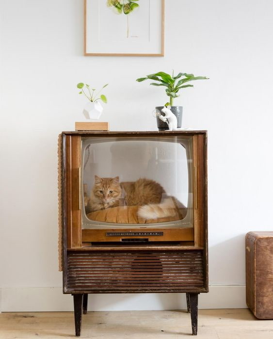Gato na TV