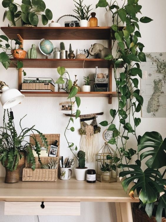 Plantas