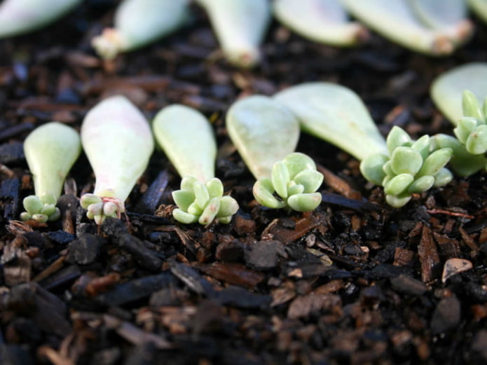 Propagação de Echeveria