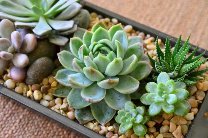 arranjo de echeveria