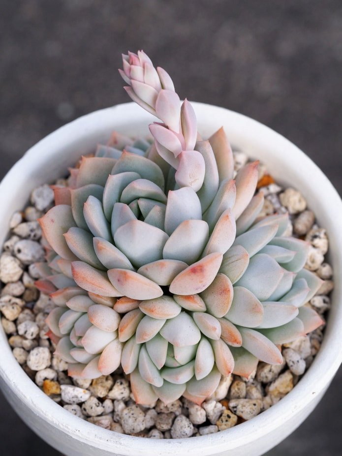suculenta em vaso