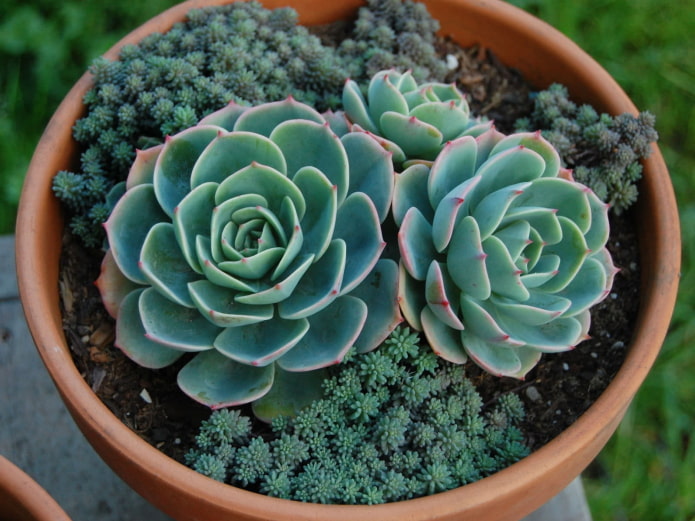 uma combinação de dois tipos de plantas