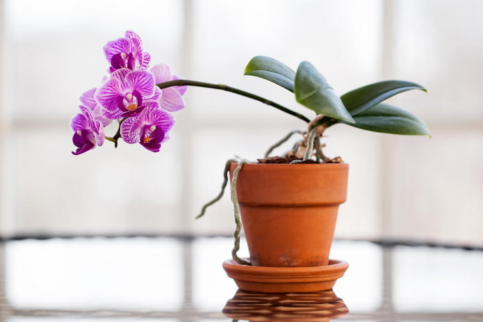 Orquídea para a sombra