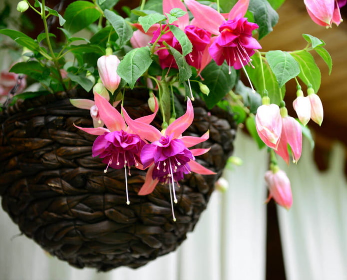 como floresce a fúcsia
