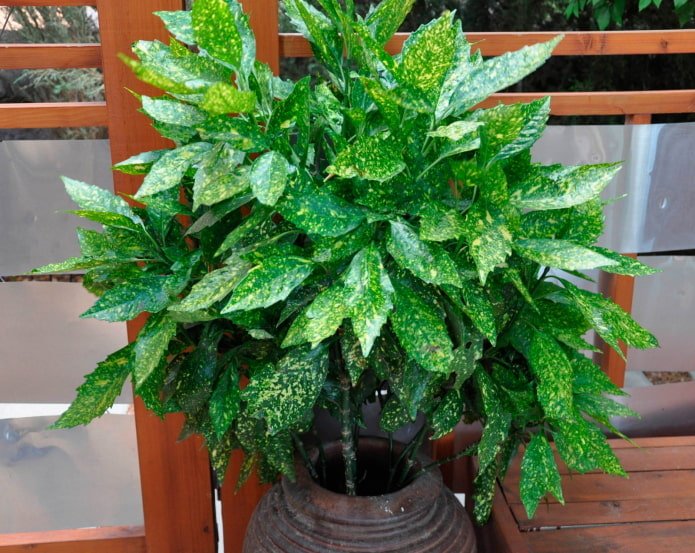 plantas decíduas que gostam de sombra