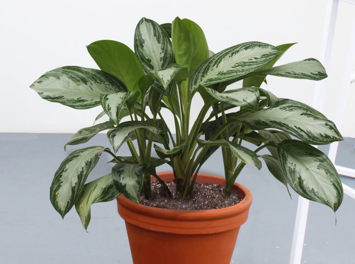 como cultivar aglaonema