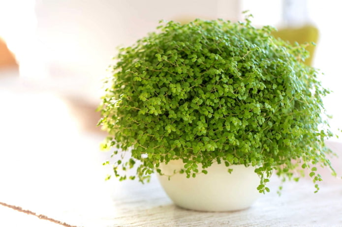 planta de interior com folhas pequenas