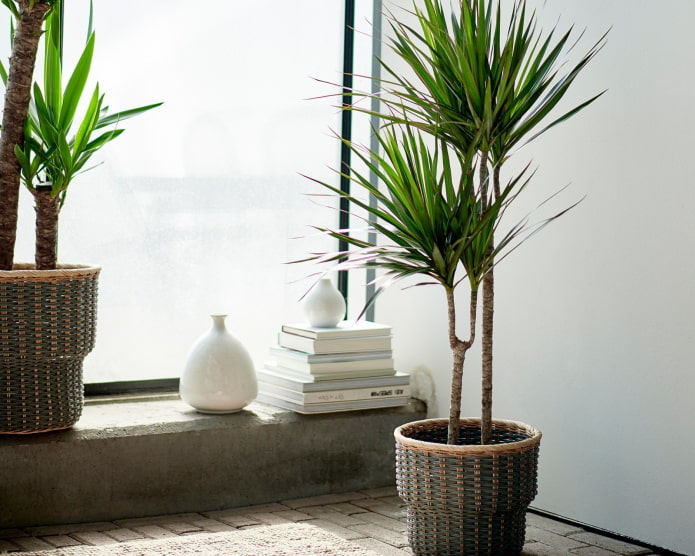 dracaena no interior