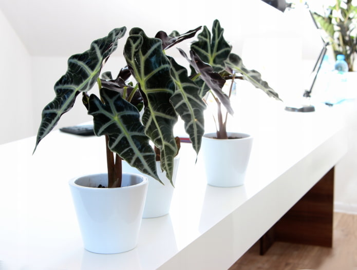 alocasia em um vaso