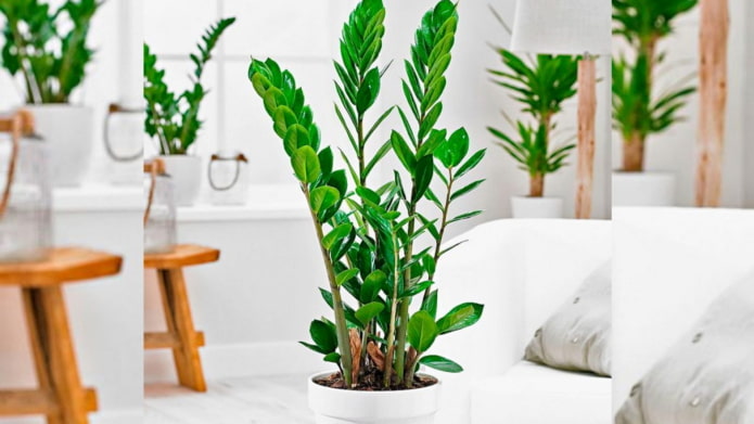 zamioculcas como cultivar