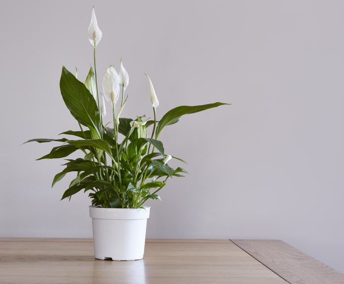 como o spathiphyllum floresce