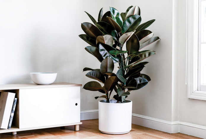 ficus à sombra