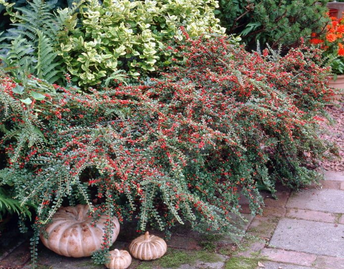 cotoneaster com frutas vermelhas