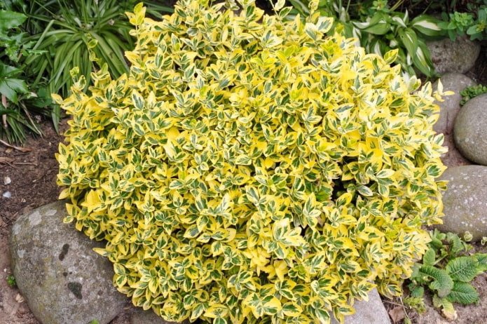euonymus variegado