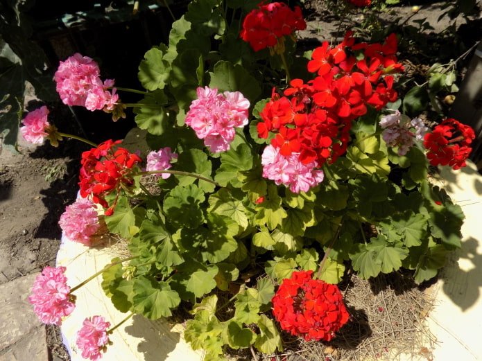 pelargonium em um canteiro feito de uma roda