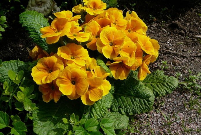 prímula com flores amarelas