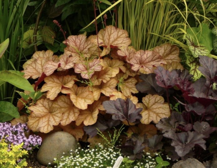 folhas de heuchera