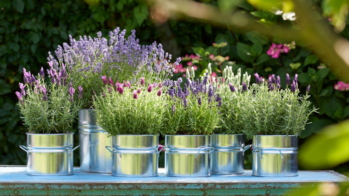 lavanda em vaso ao ar livre