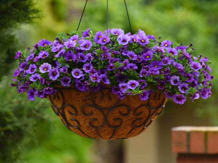 calibrachoa em um vaso ao ar livre