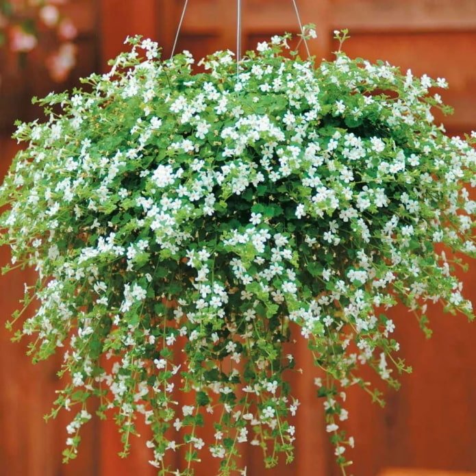 bacopa em um vaso de flores ao ar livre