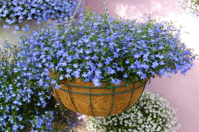 lobelia em vaso externo