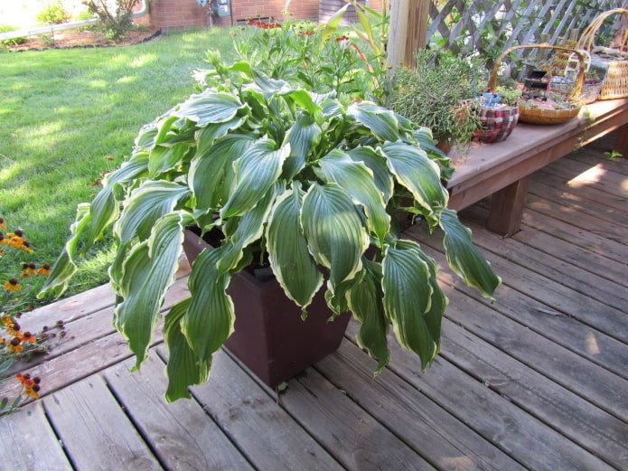 hosta em vaso ao ar livre