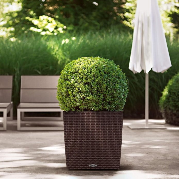 thuja em um vaso de flores ao ar livre