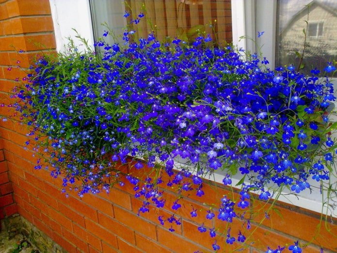 lobelia no parapeito da janela