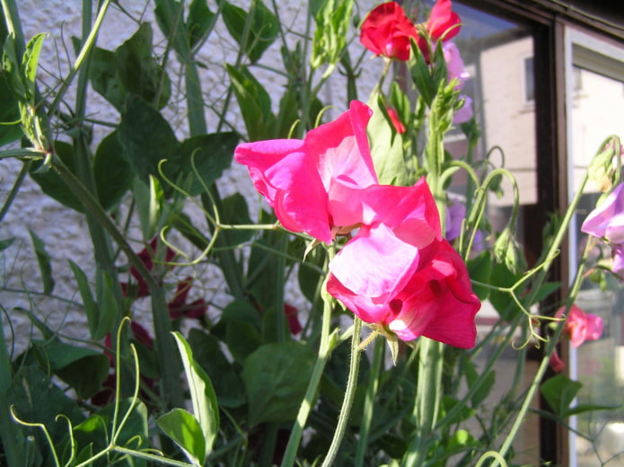 como a ervilha-de-cheiro floresce