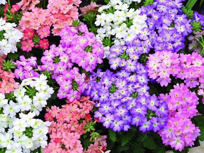 tons de flores de verbena