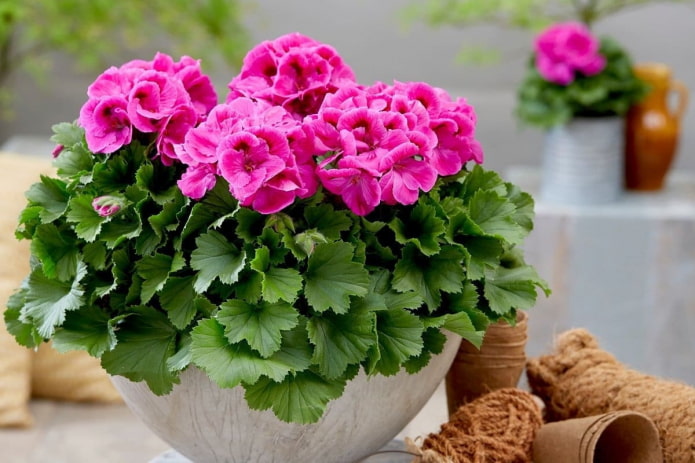 gerânio rosa em um vaso de flores
