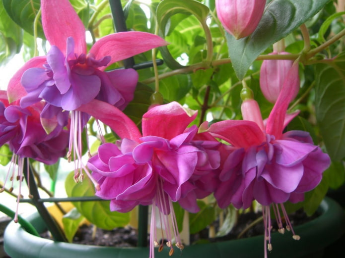 flores fúcsia
