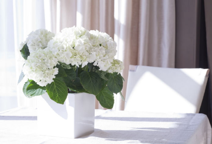 como a hortênsia floresce