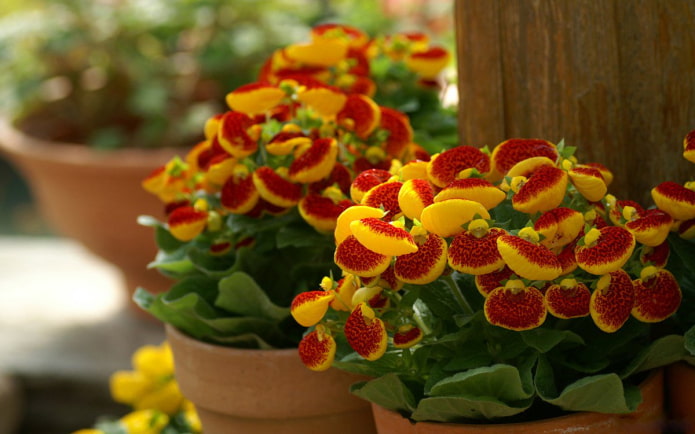 cultivando calceolaria