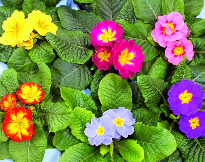 tons de flores de prímula