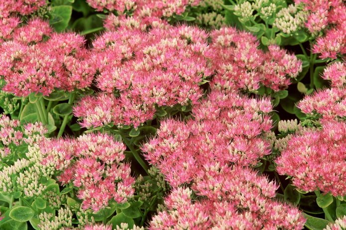 como o sedum floresce