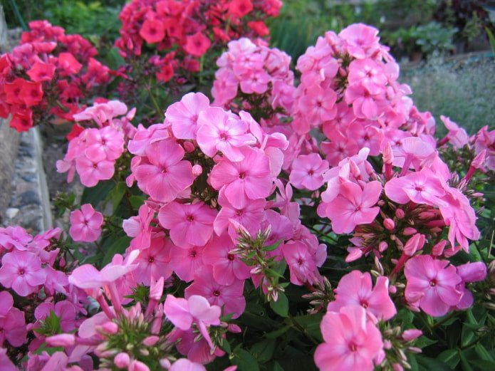 flores para galerias do sul