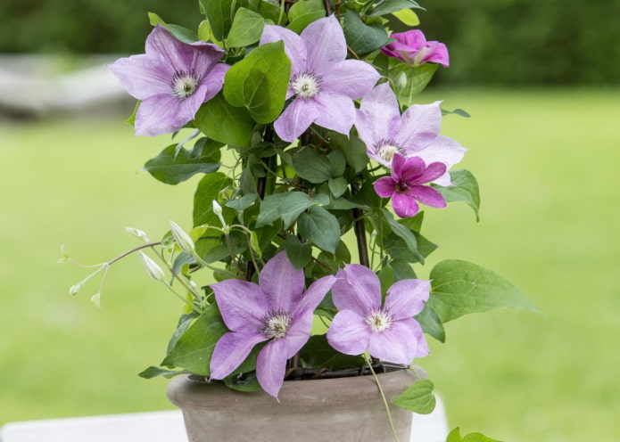 cultivando clematis em um vaso