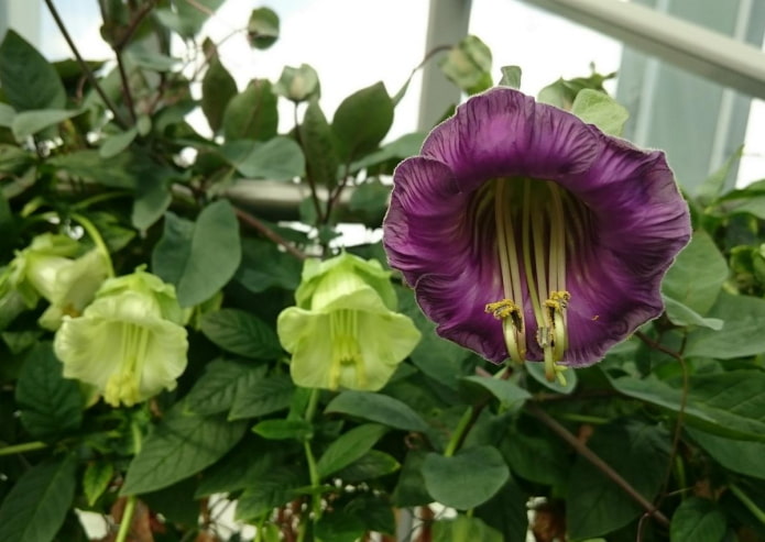 flor de kobeya