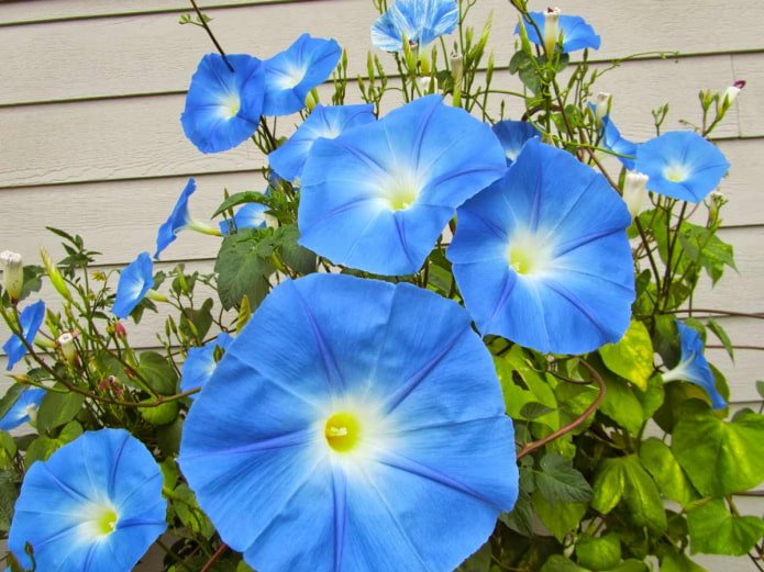 Ipomoea florida