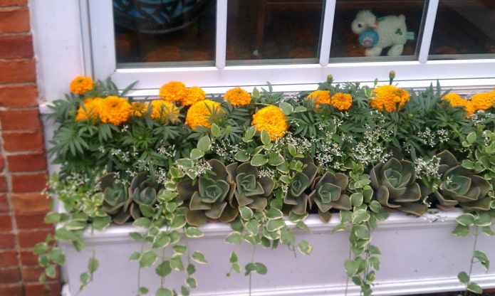 canteiro de flores na varanda