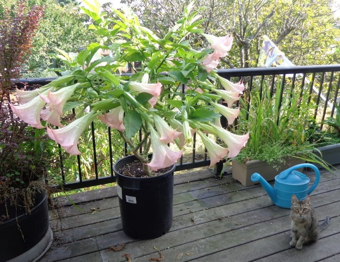 datura em vaso