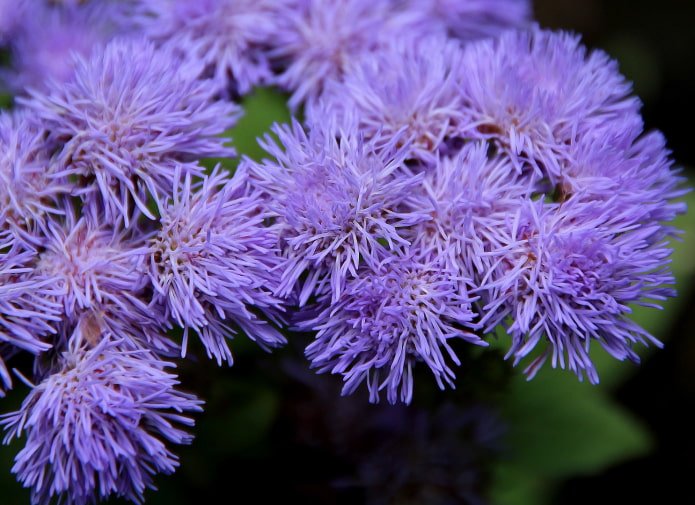 como o ageratum floresce