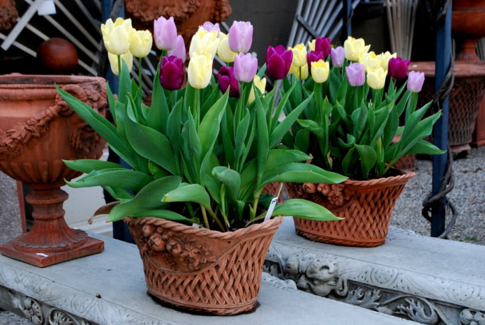 como cultivar tulipas em casa