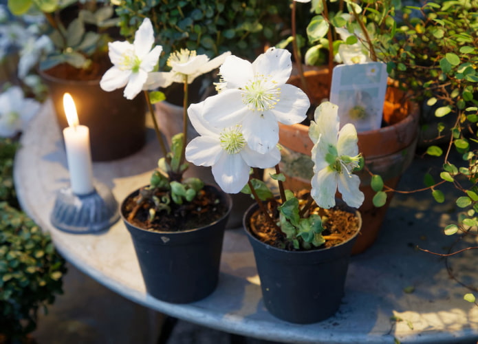 heléboro florescente