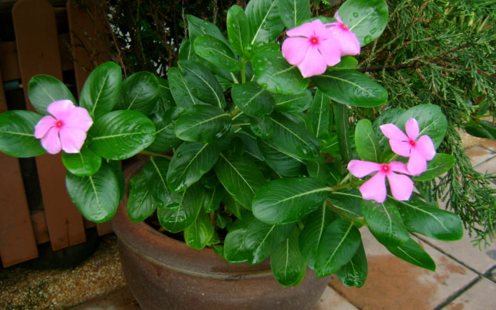 Vinca em vaso