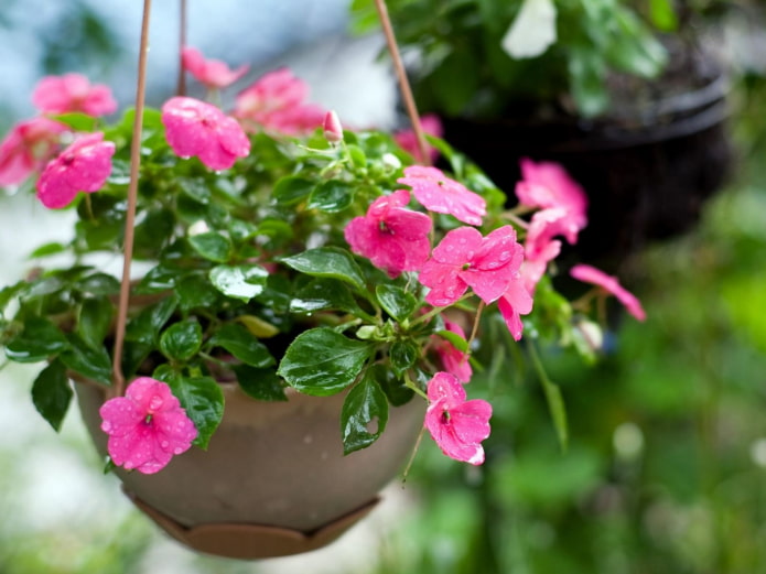 bálsamo em um vaso de flores suspenso